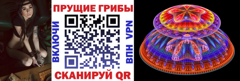Галлюциногенные грибы Psilocybe цена Элиста